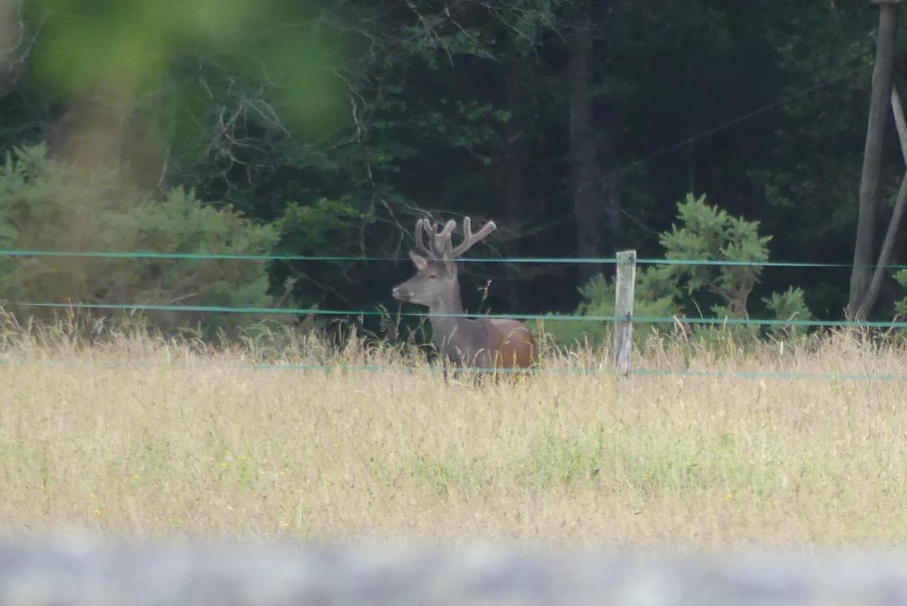 Chambres et Table d'Hôtes Les Machetières Langeais Esterno foto