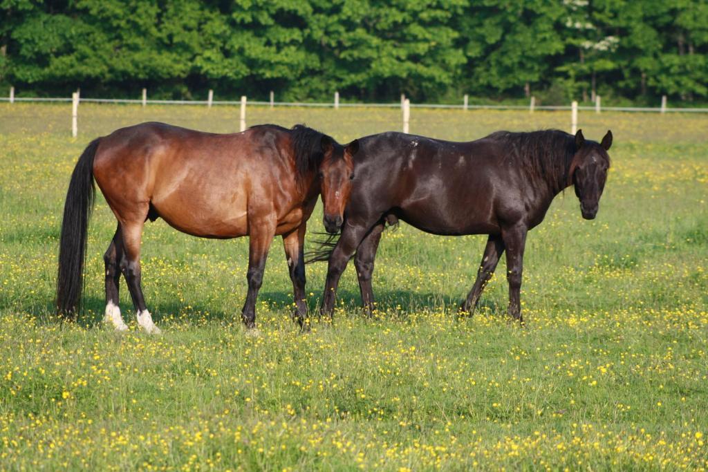 Chambres et Table d'Hôtes Les Machetières Langeais Esterno foto