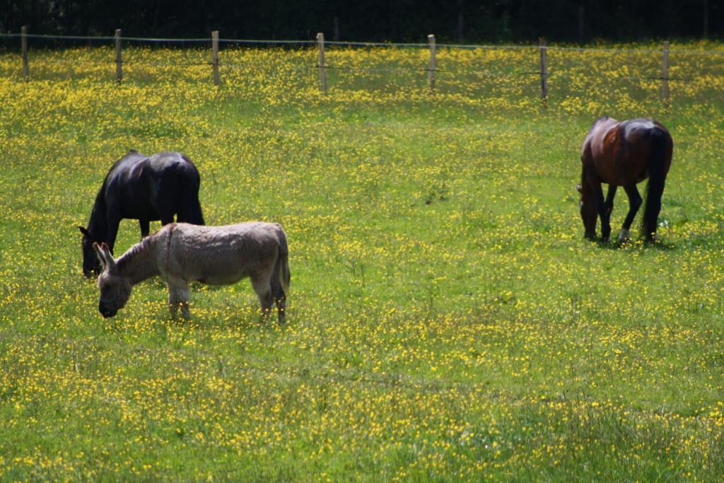 Chambres et Table d'Hôtes Les Machetières Langeais Esterno foto